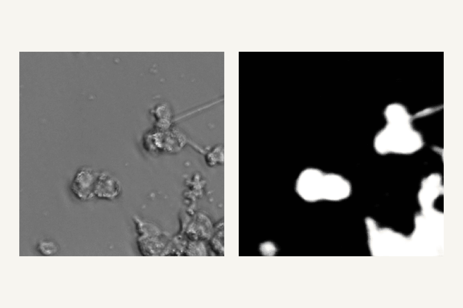 A microscopy image of THP1 cells beside the U-Net model's predicted segmentation mask, with cells shown in white.